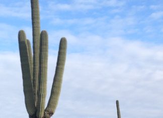 A Key Collection of Legal and Policy Minds Gather In Phoenix The Phoenix sign as seen from Usery Mountain in Mesa, Ariz.