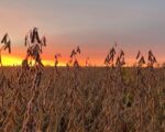 Iowa